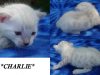 Charlie – Gene Wilder tribute litter