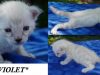 Violet – Gene Wilder tribute litter