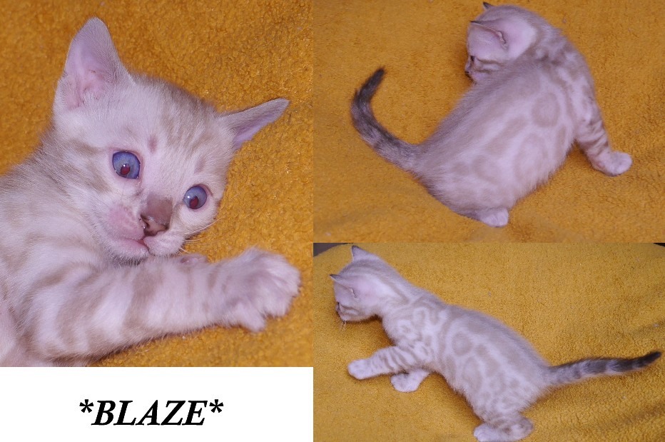 Blaze - Snow Rosetted Bengal Kitten