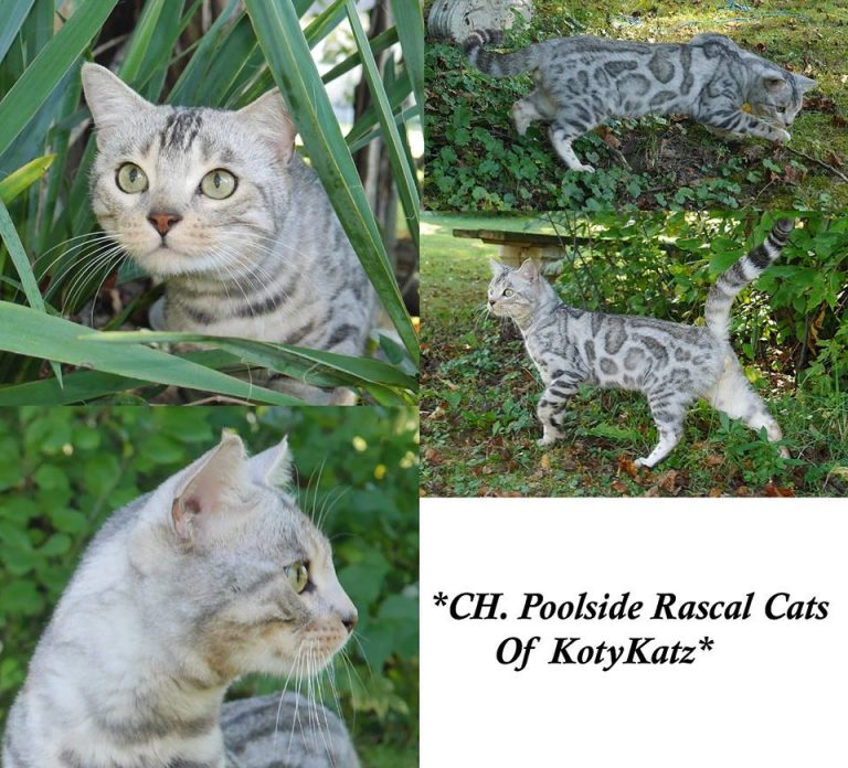 Champion Poolside Rascal Cats of KotyKatz