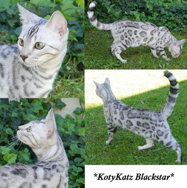 KotyKatz Blackstar