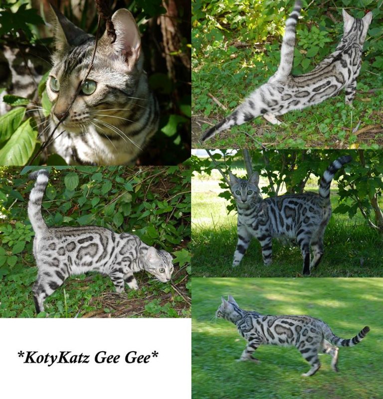 KotyKatz Gee Gee