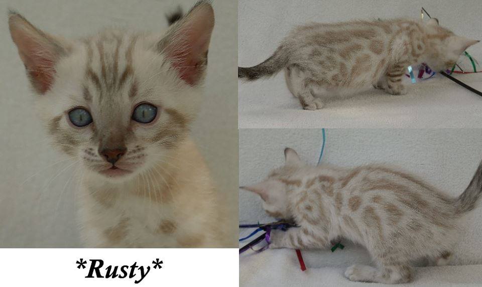 Rusty Snow Kitten 6 Weeks