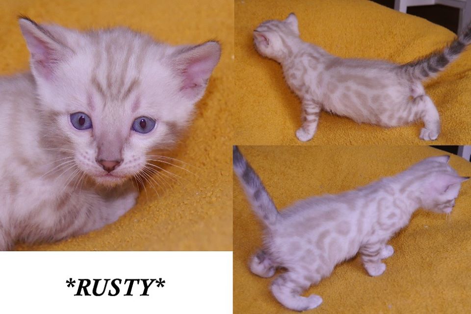 Rusty - Snow Rosetted Bengal Kitten