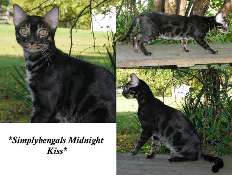 SimplyBengals Midnight Kiss