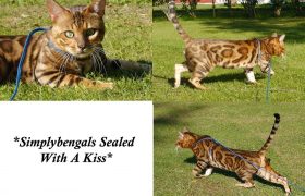 SimplyBengals Sealed With a Kiss