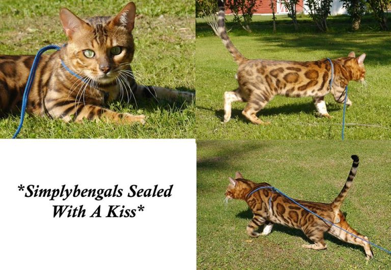 SimplyBengals Sealed With a Kiss