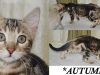 Autumn – Brown Marble Girl Bengal Kitten