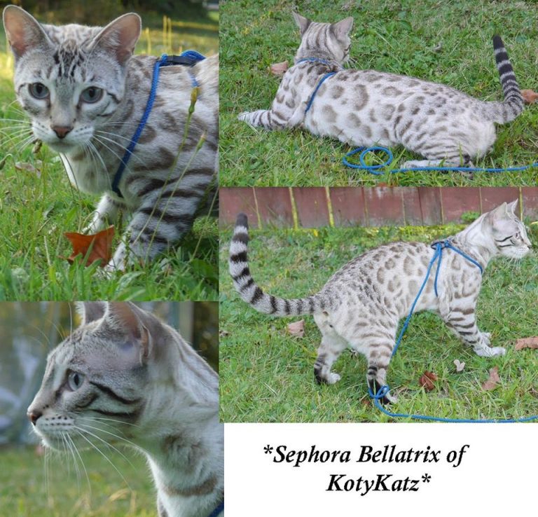 Bellatrix 15 mos