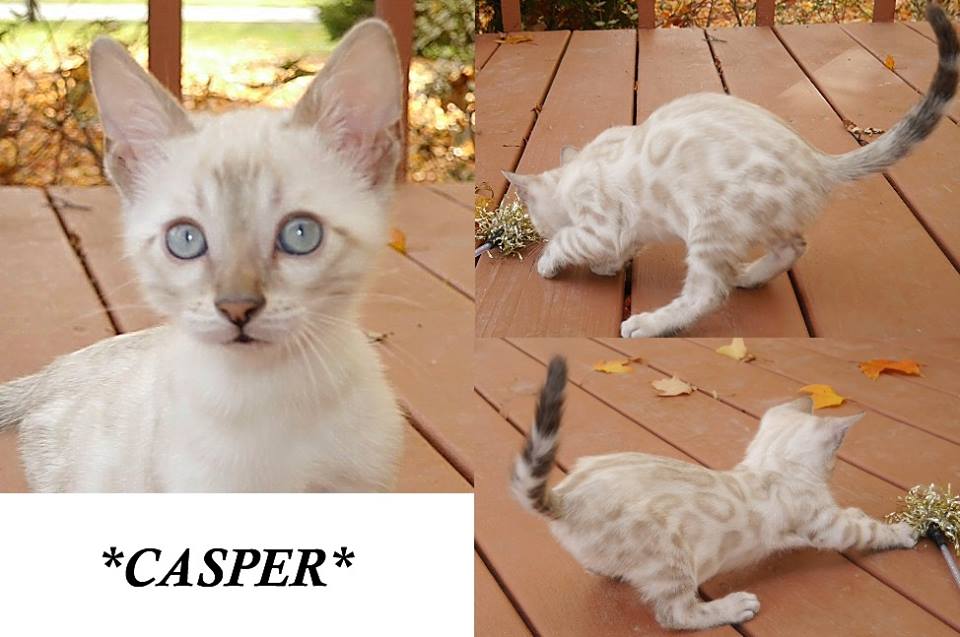 Casper 8 Weeks