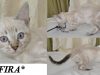 Fira – Snow Marble Girl Bengal Kitten