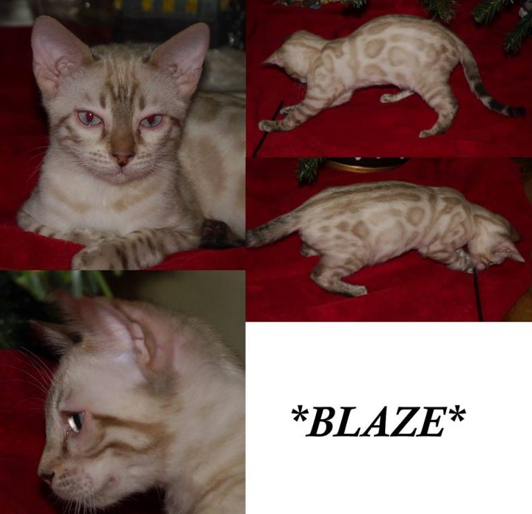 Blaze 14 Weeks Seal Lynx Point