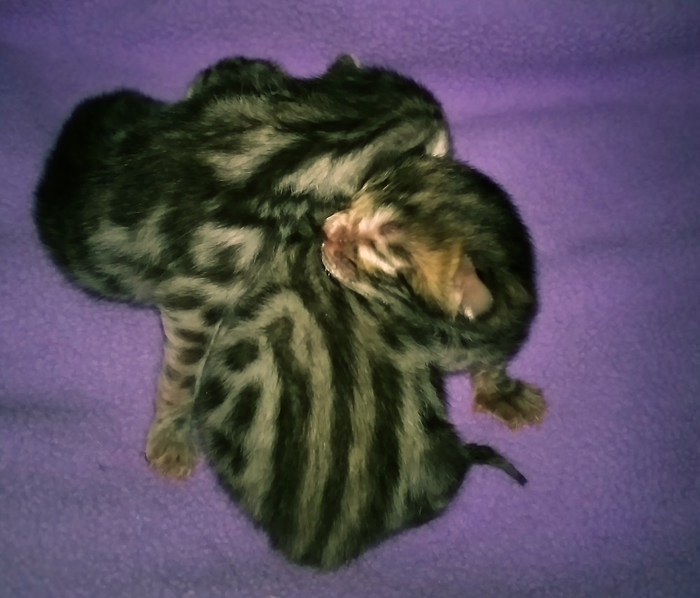 Bengal Kittens Blackstar and Midnigth Kiss