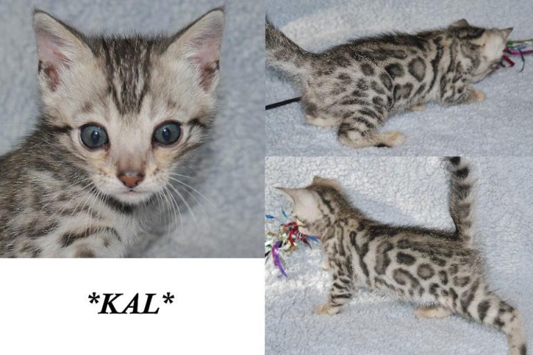 Kal 6 Weeks