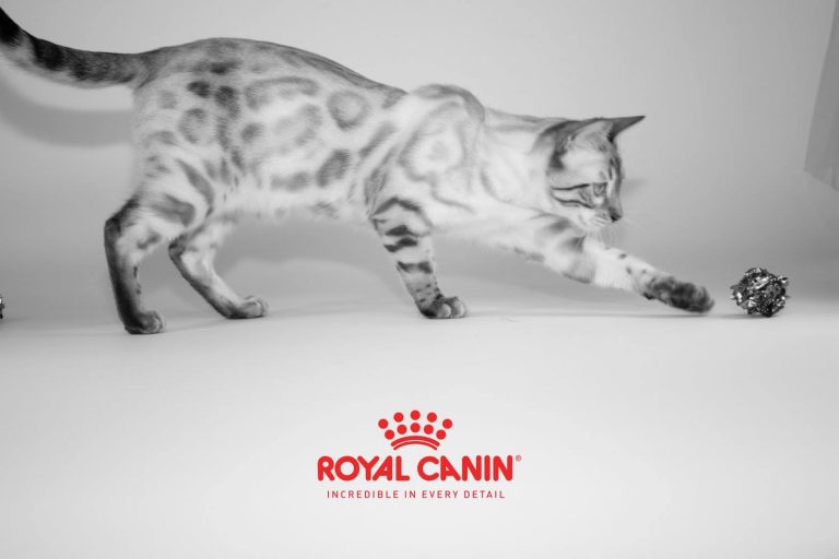 KotyKatz Royal Canin Cat Show Finnegan