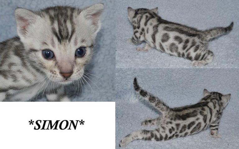 Simon 3 Weeks