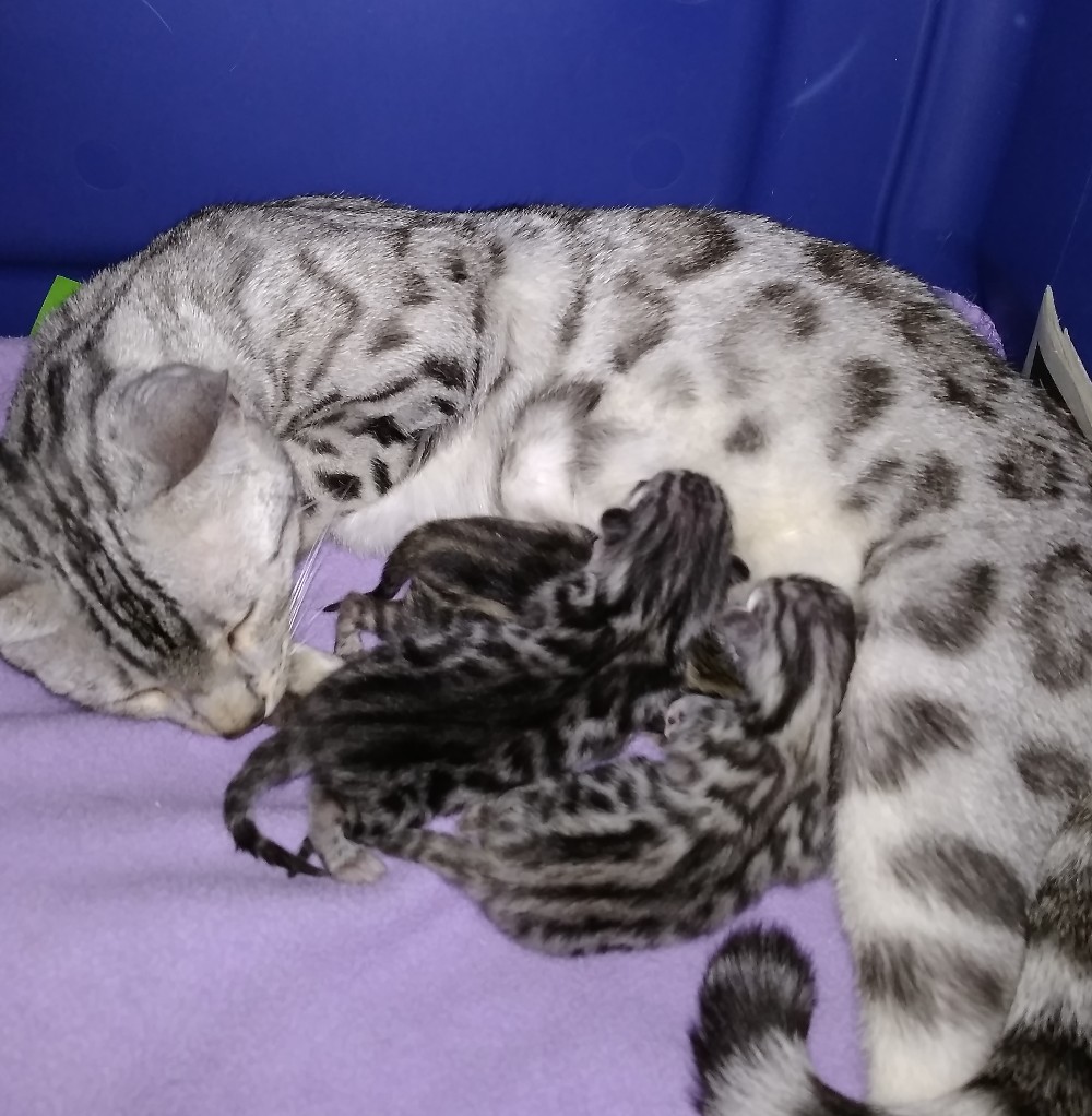 Bengal Kittens Blackstar and Midnight Kiss
