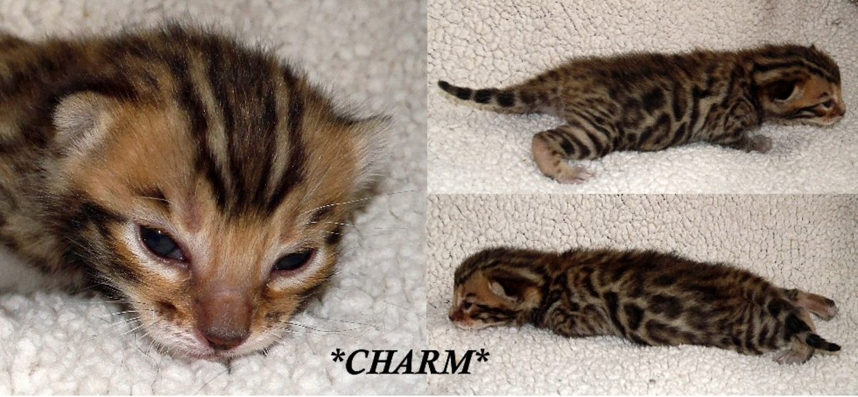 Charm Bengal Kitten 2 Weeks