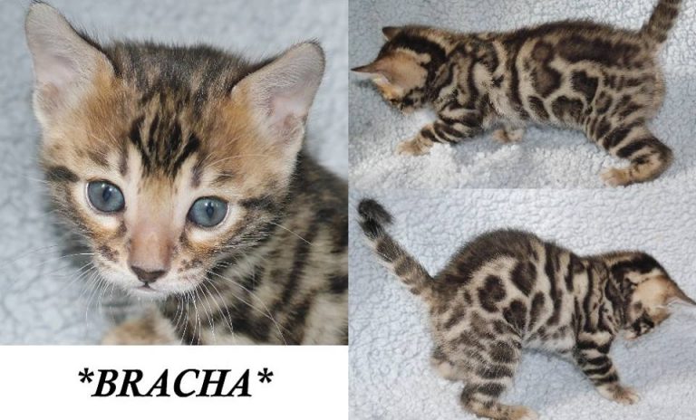 Bracha 4 Weeks