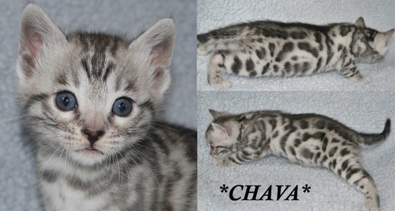 Chava 4 Weeks