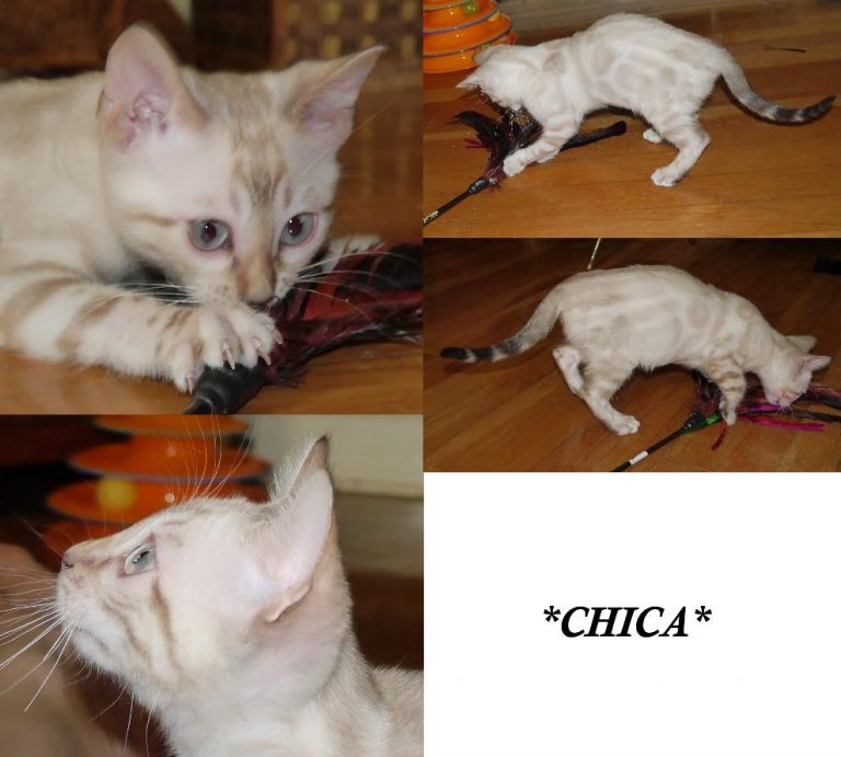 Chica - Seal Lynx Point Rosetted Female Bengal Kitten