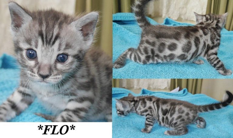 Flo 4 Weeks