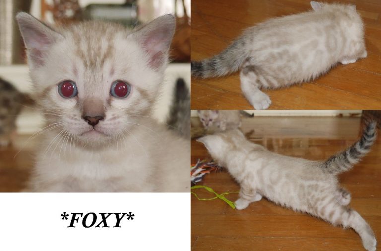 Foxy 4 Weeks