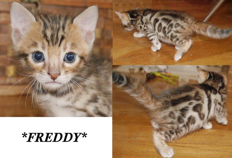 Freddy 4 Weeks