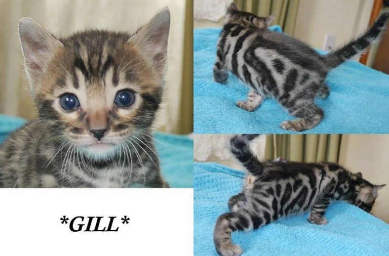 Gill 4 Weeks