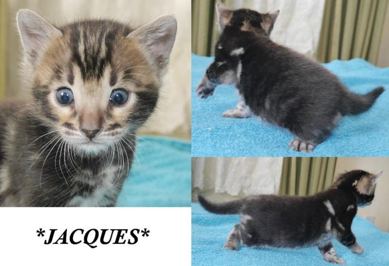 Jacques 4 Weeks