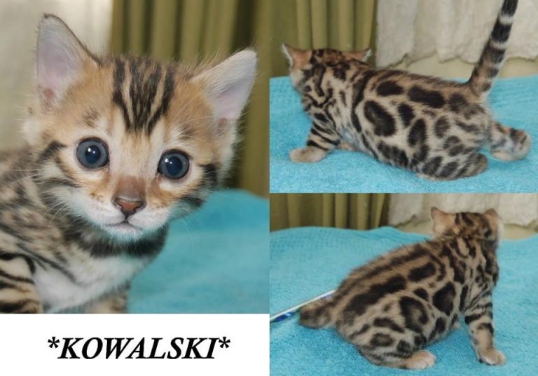 Kowalski 4 Weeks