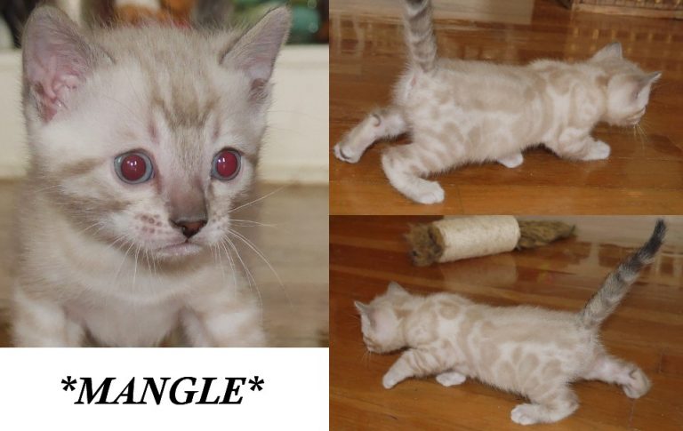 Mangle 4 Weeks