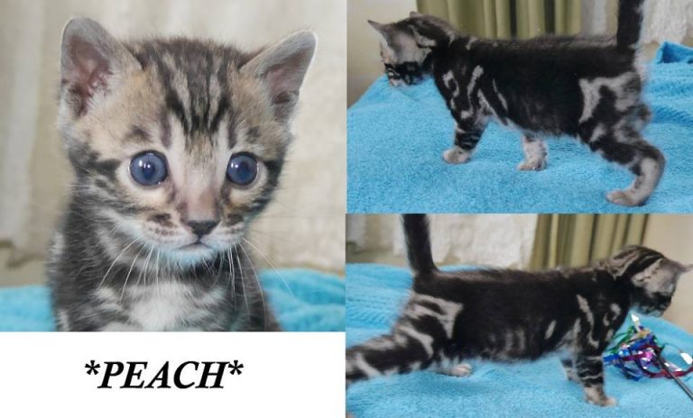 Peach 4 Weeks