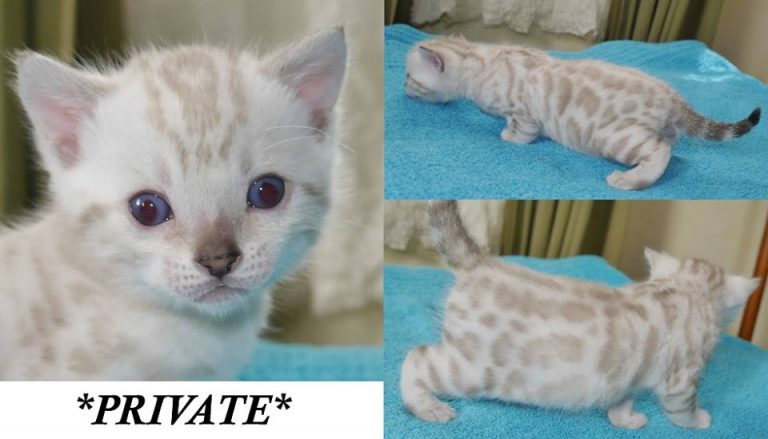 Private – Snow Spotted Girl Bengal Kitten