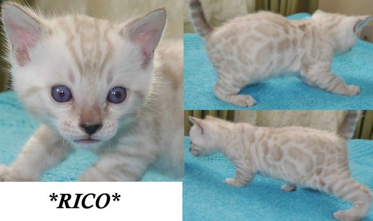 Rico 4 Weeks