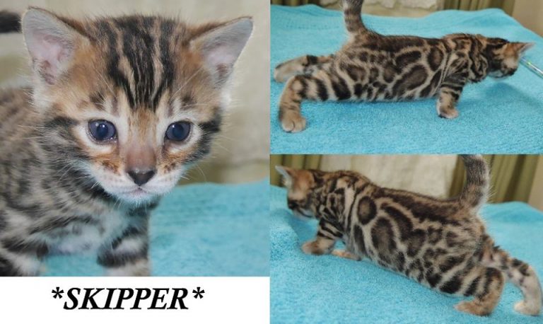Skipper 4 Weeks