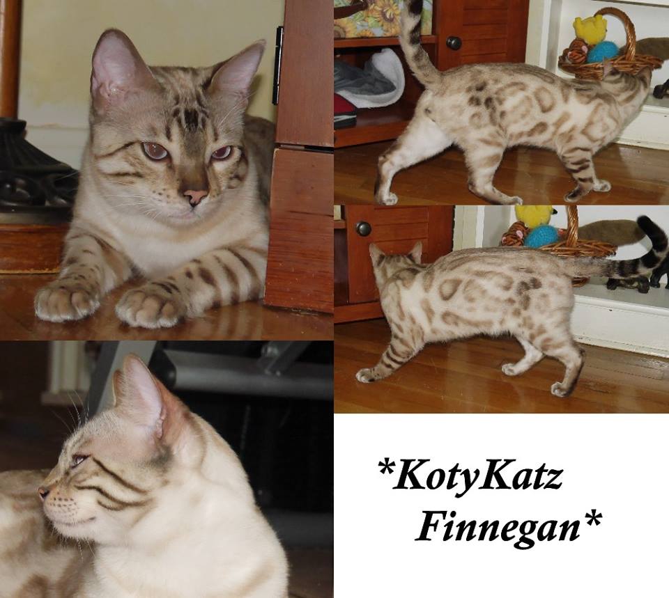 KotyKatz Finnegan