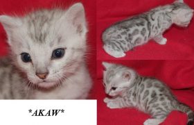 Akaw - Silver Bengal Kitten