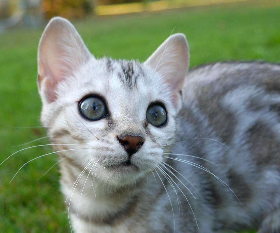KotyKatz Bengal Breeder with Bengal Kittens for sale in Ohio