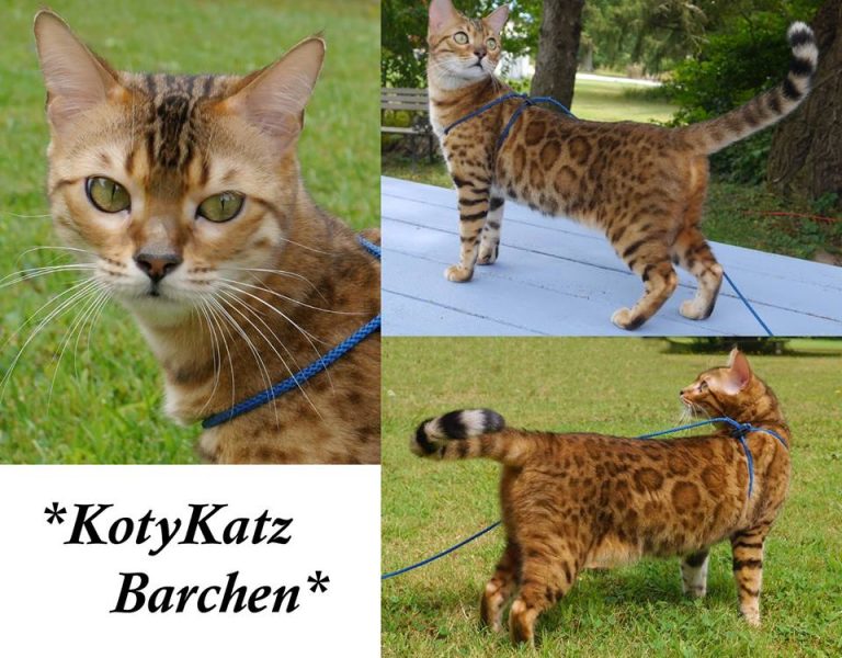 KotyKatz Barchen 2 years