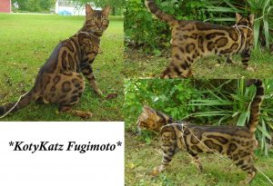 KotyKatz Fugimoto