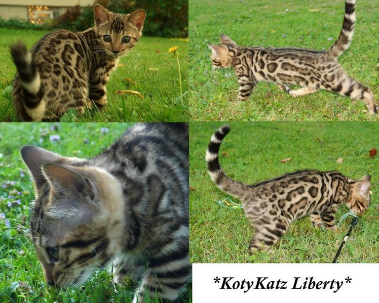 KotyKatz Liberty