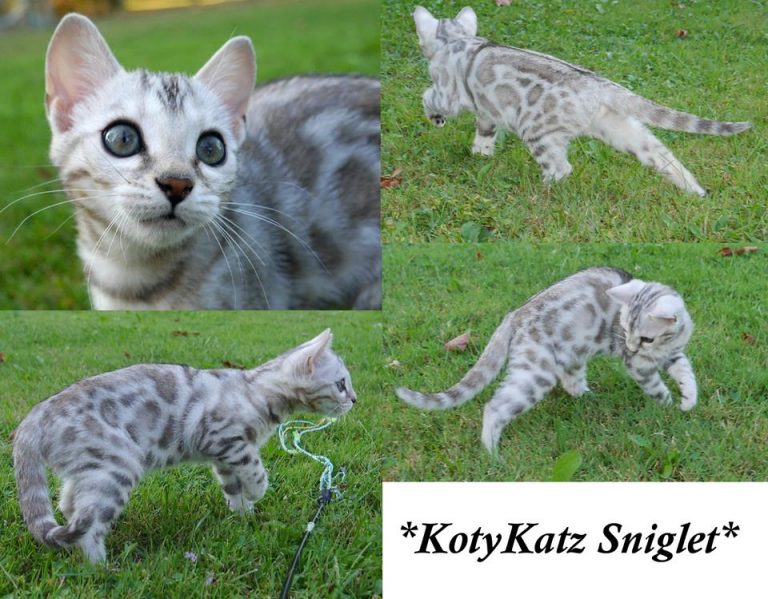 KotyKatz Sniglet 13 Weeks