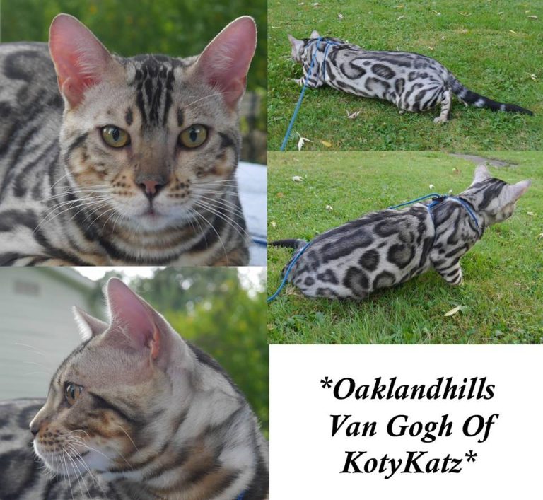 Oakland Hills Van Gogh of KotyKatz