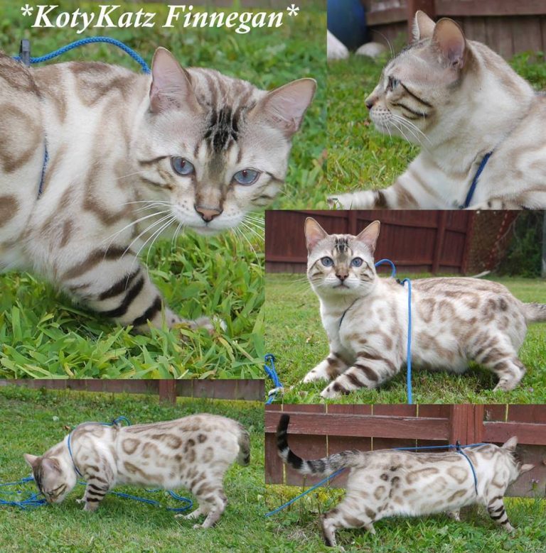 KotyKatz Finnegan