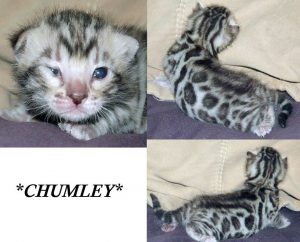 Chumley Silver Rosetted Bengal