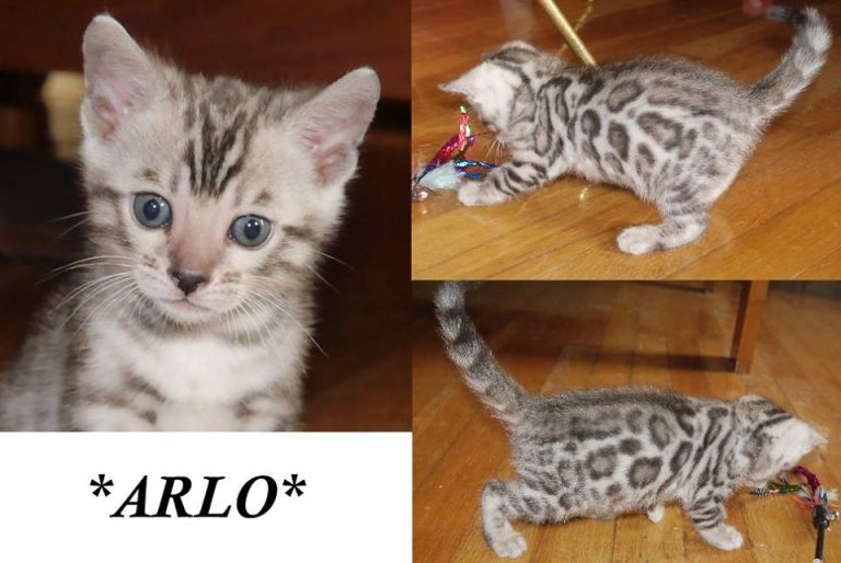 Arlo – Silver Rosetted Male Bengal Kitten