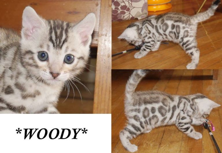 Woody – Silver Rosetted Male Kitten