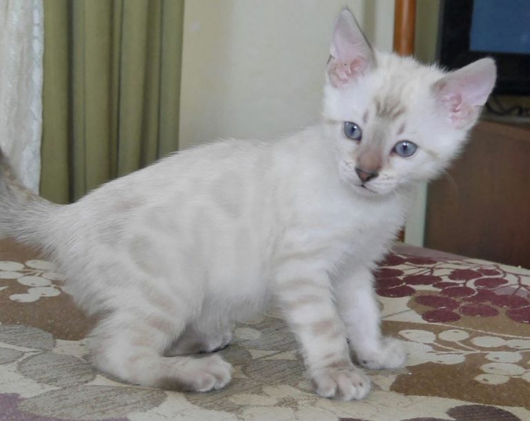 Baby