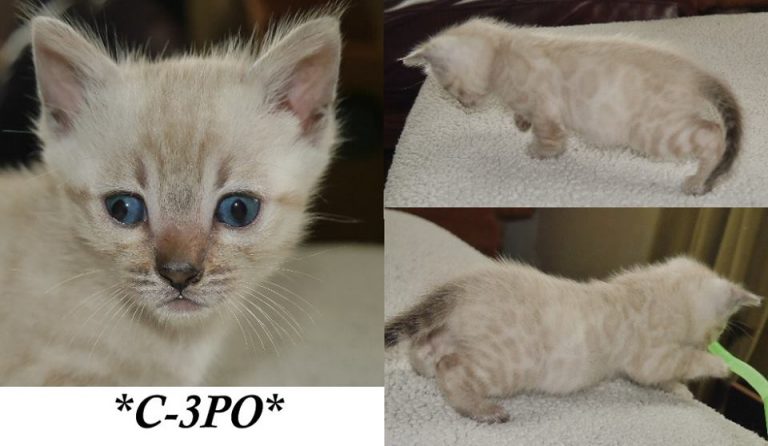 C-3PO 5 Weeks